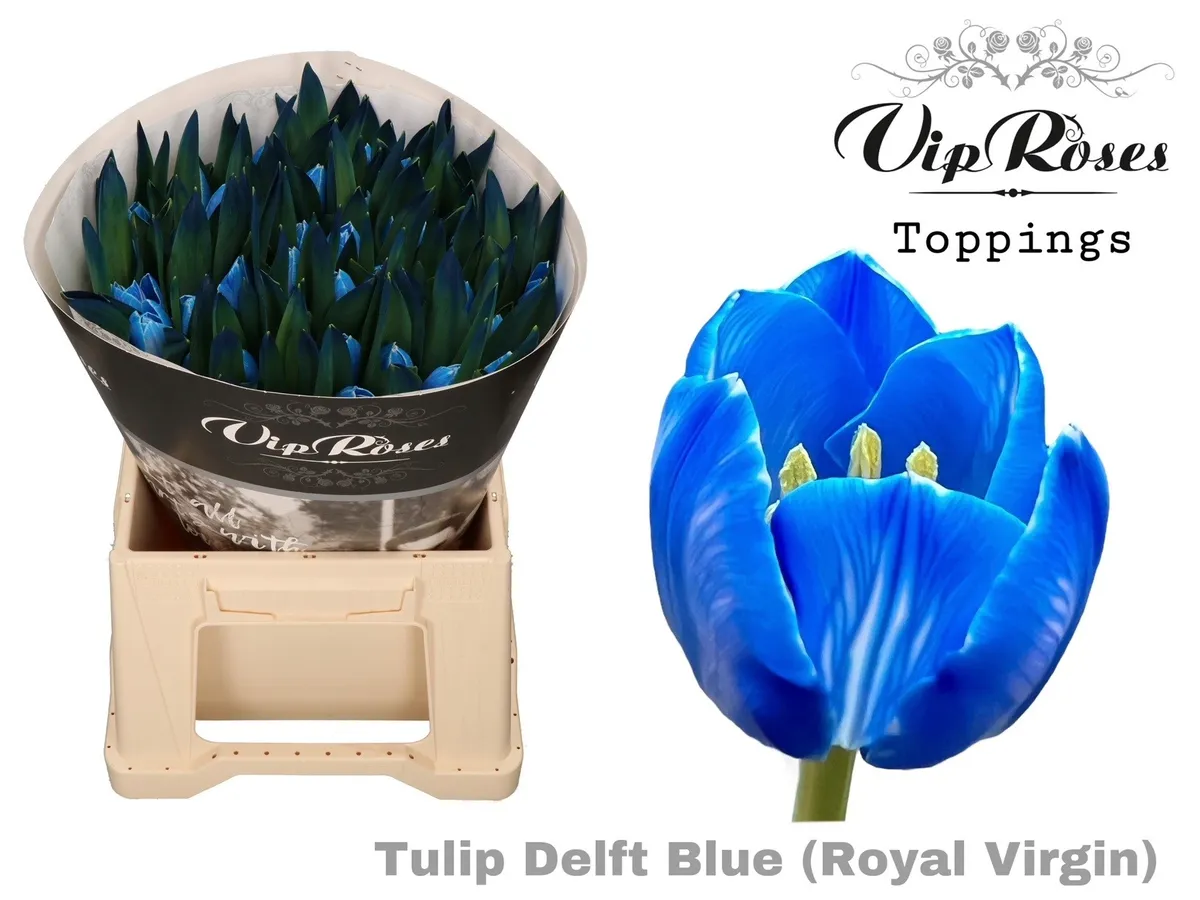 Tulipán jednoduchý Rv Delft Blue • 38 cm