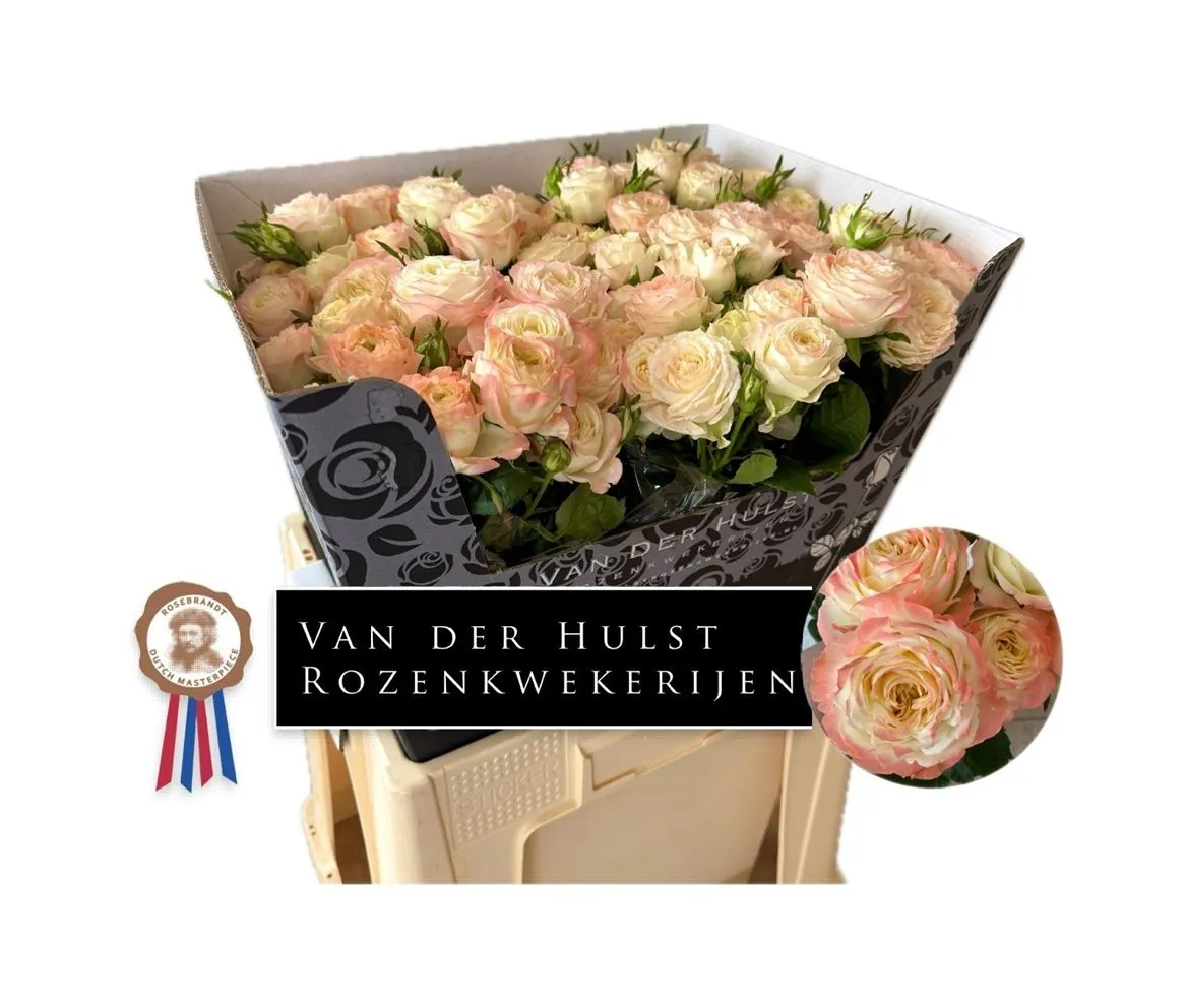 Ruža trsová Citrus Blush+ • 60 cm