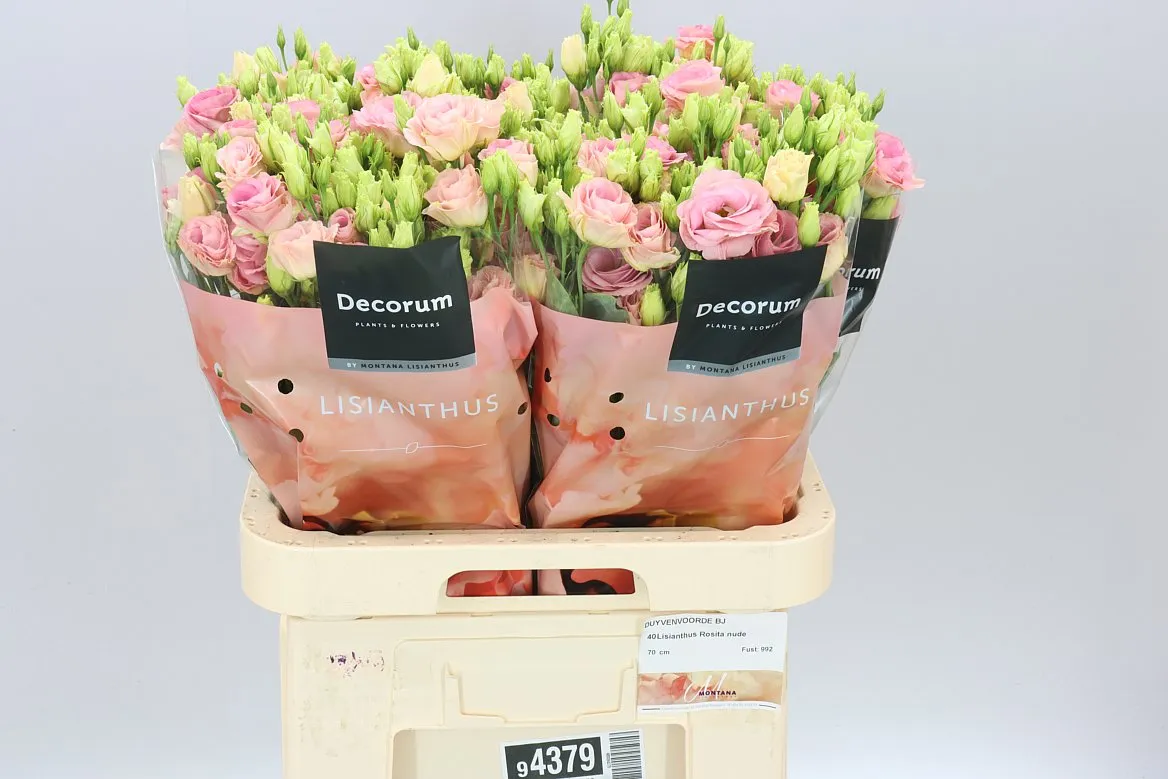 Eust Du Nude Champagne • 70 cm