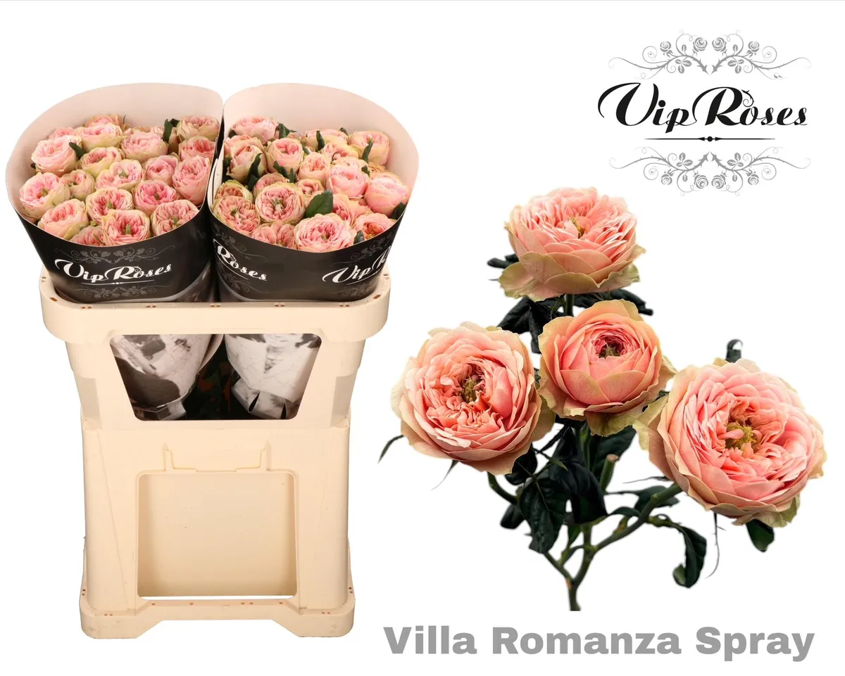 R Tr Villa Romanza • 60 cm
