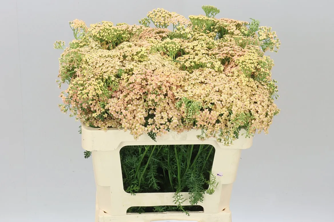 Achillea Lachsschönheit • 55 cm