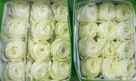 Rosa Gr Ec Cold Play • 60 cm