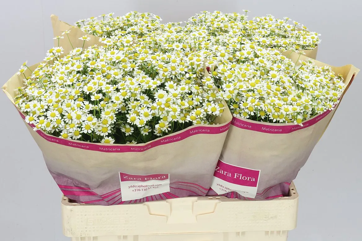 Tanacetum Cameron • 65 cm