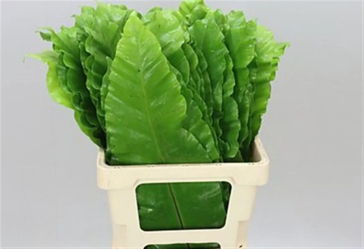 Banana Fern • 70 cm