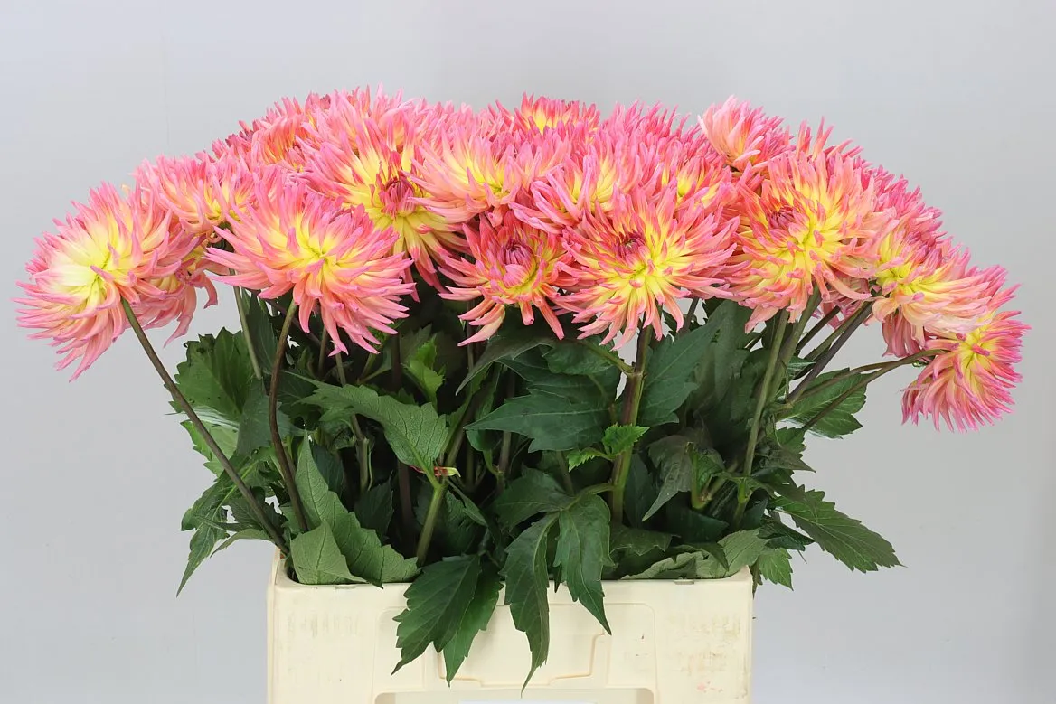 Dahlia Karma Sangria • 70 cm