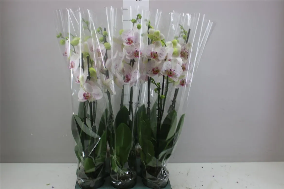 Phal Goya 2 Tak • črepník 12 cm