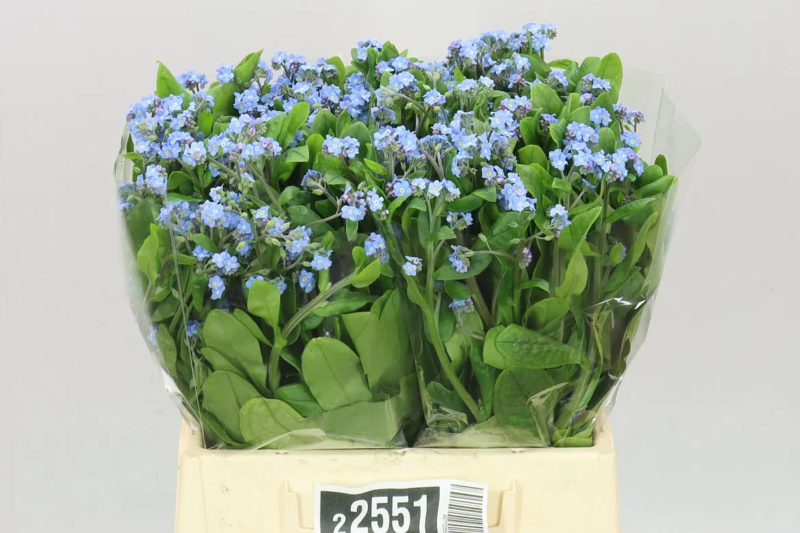 Myosotis • 40 cm
