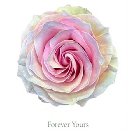 Ruža farbená Forever Yours, Ekvádor • 50 cm