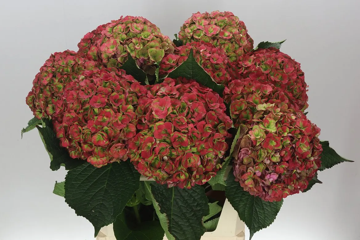 Hydrangea Anastasia Green Red Classic • 60 cm
