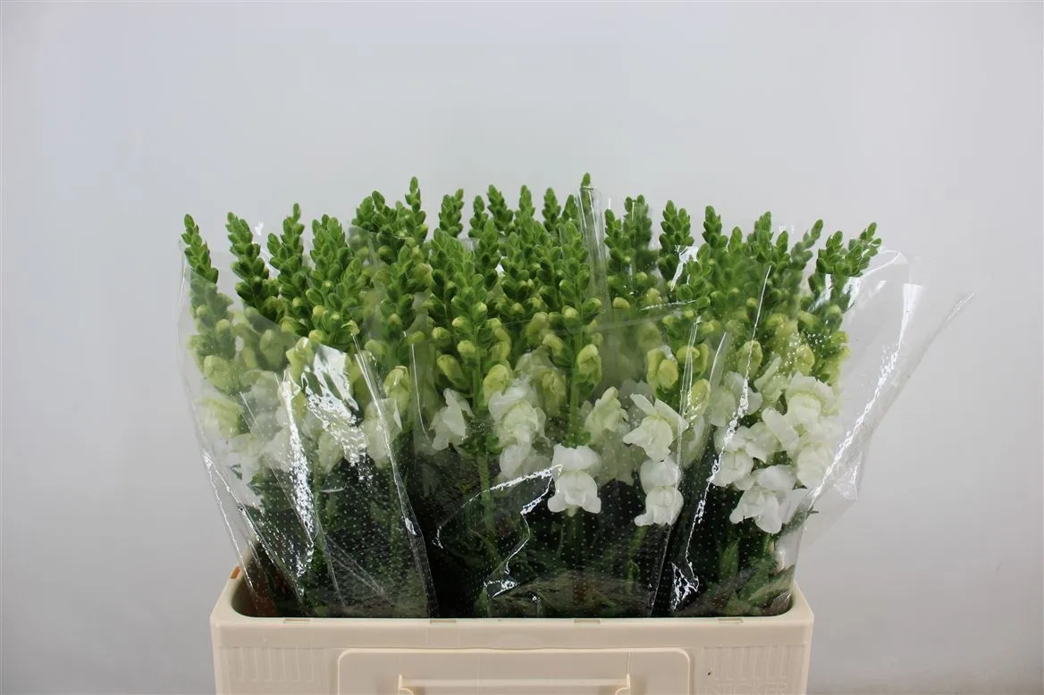 Papuľka White 60cm • 60 cm