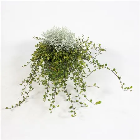 Calocephalus/muehlenbeckia • črepník 12 cm