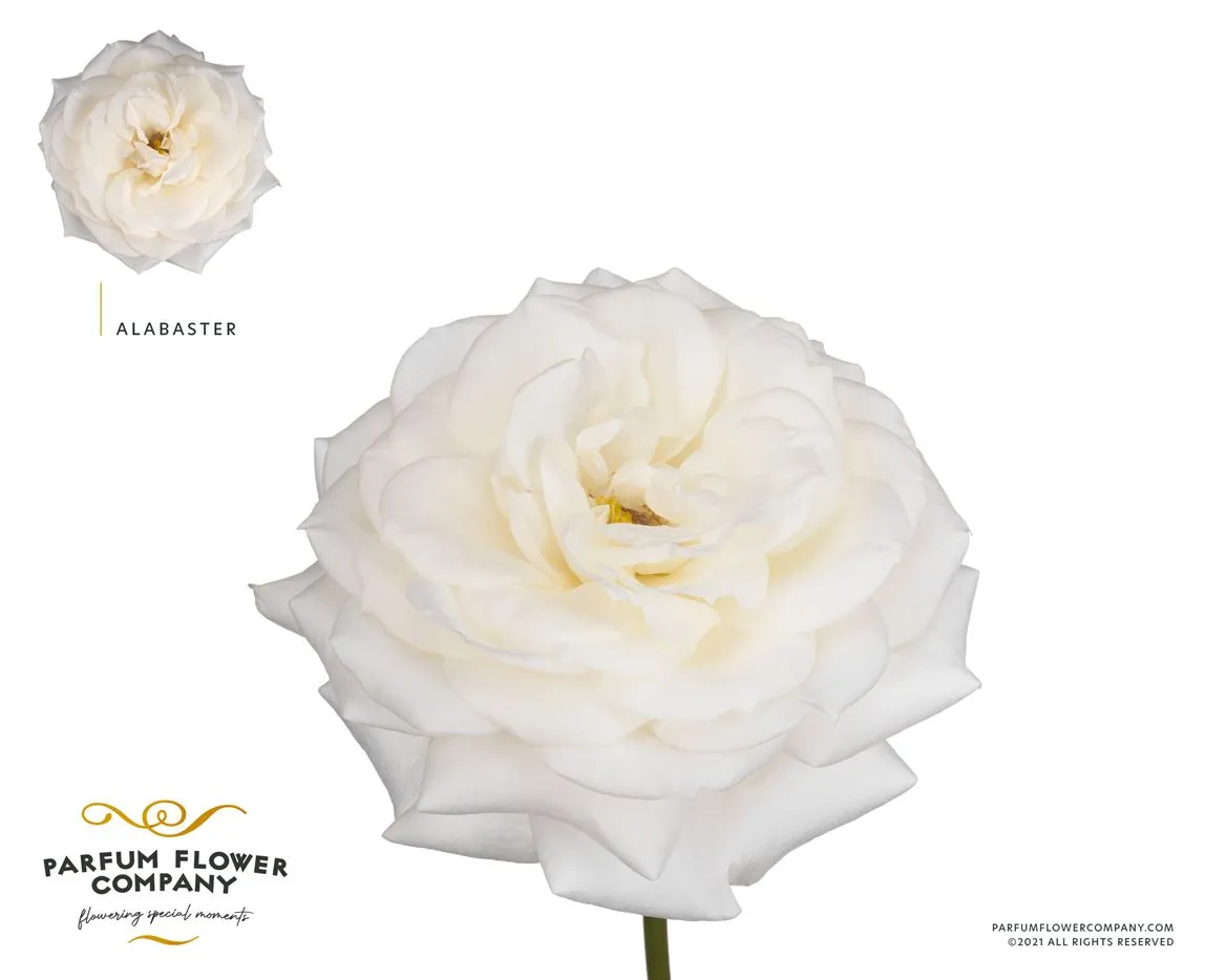 Rosa Gar Alabaster • 50 cm