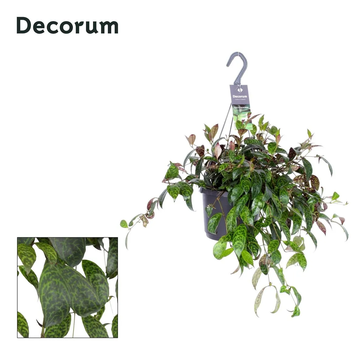 Aeschynanthus Marmoratus, závesný črepník • črepník 17 cm