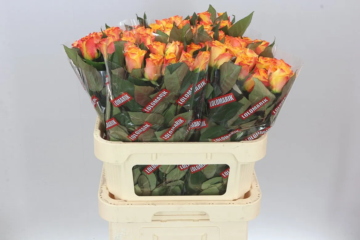 Rosa Gr Marie-claire! • 80 cm