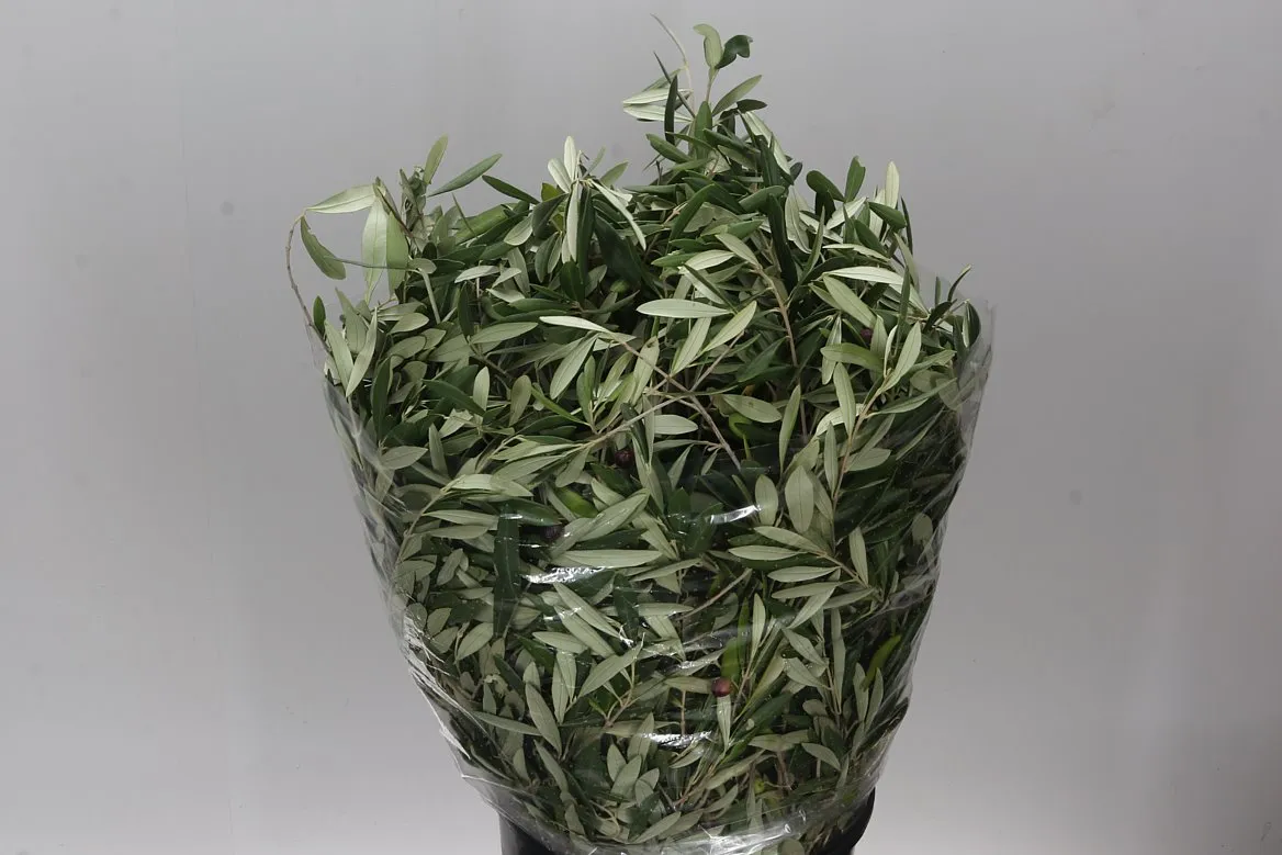 Olijf • 60 cm