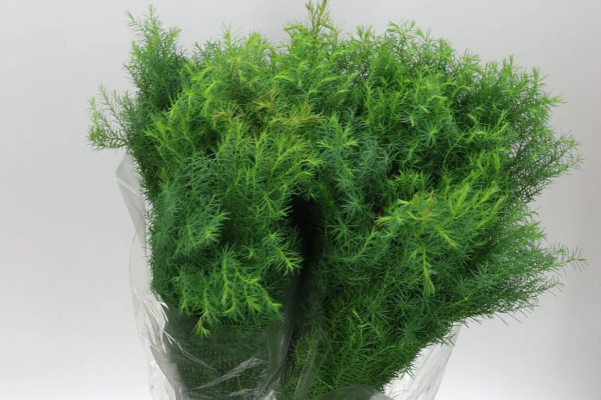 Cryptomeria • 60 cm