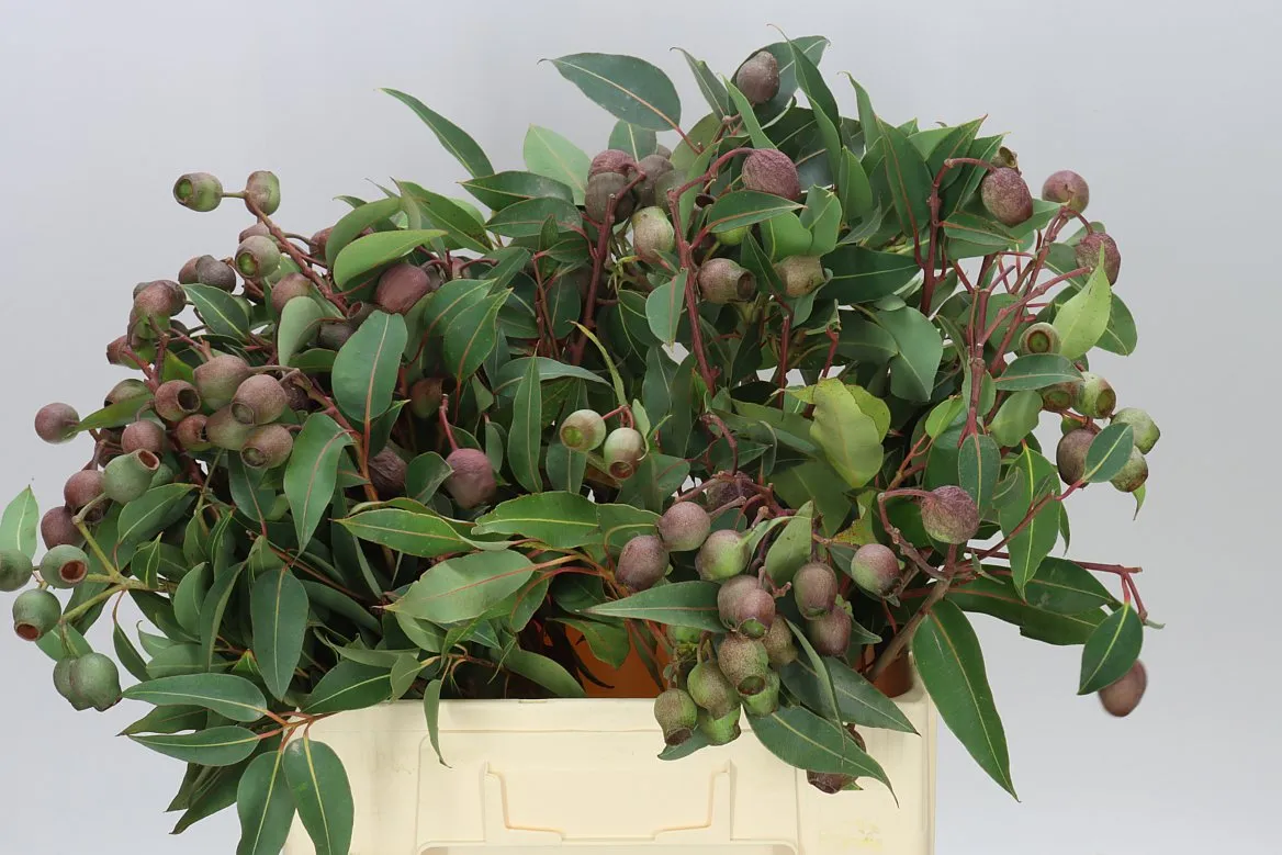 Robusta Globe • 55 cm