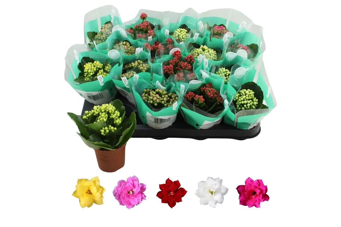 Kalanchoe Rosalina mix • črepník 7 cm