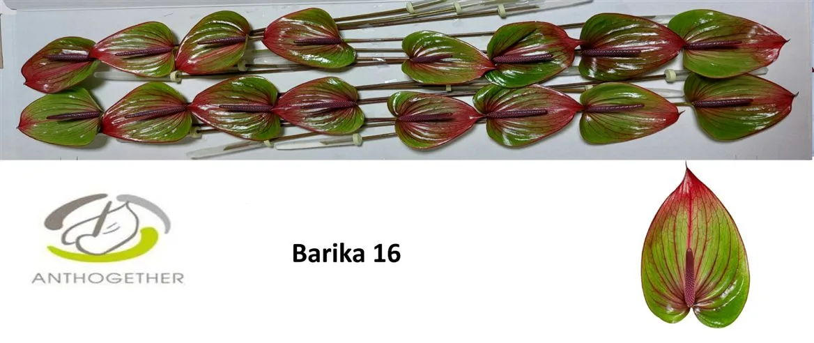 Antúrium Barika