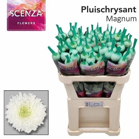 Chryzantéma veľkokvetá Magnum 70 g • 70 cm