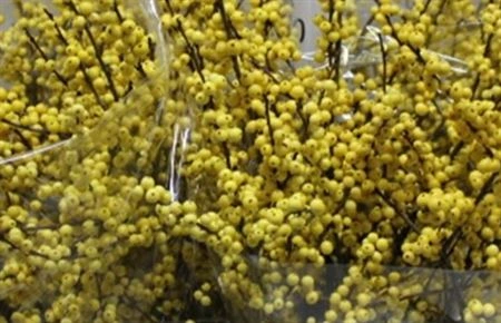 Ilex Citronella • 60 cm
