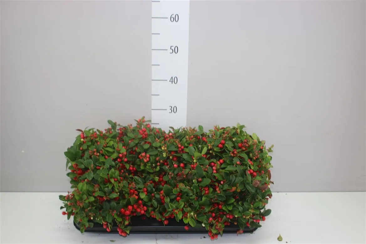 Gaultheria Procumb • črepník 13 cm