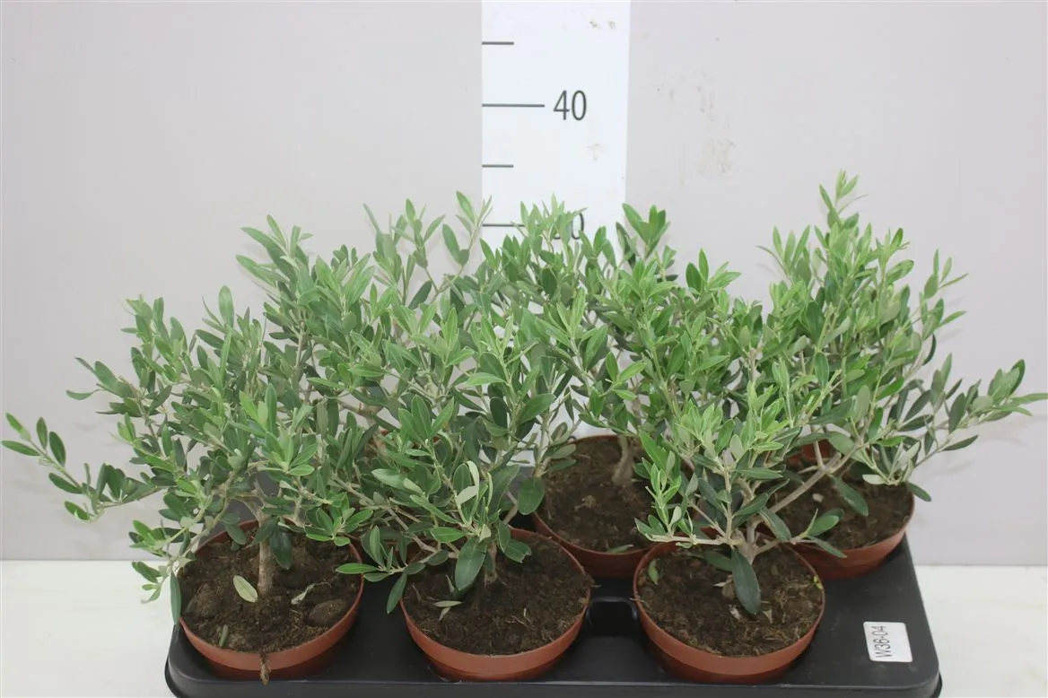 Olea Europaea Mini Stam • črepník 14 cm