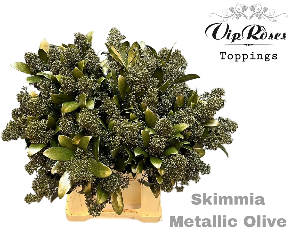 Skimmia Metallic Olive • 45 cm