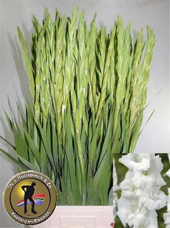 Gladiola Grand Prix 100cm • 100 cm