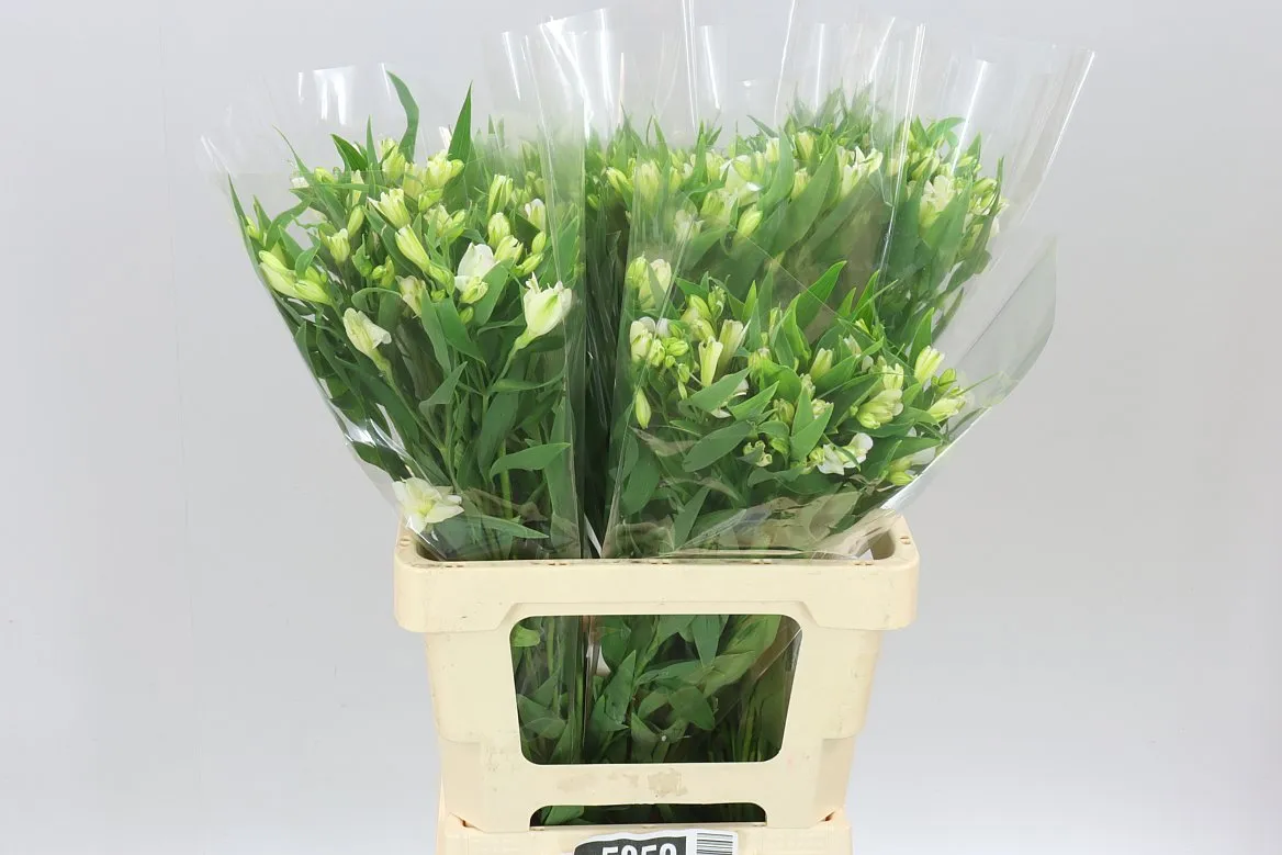 Alstroméria Charm Blanc • 60 cm