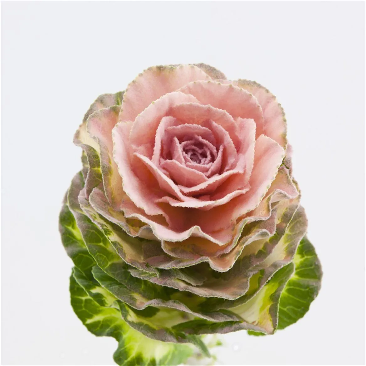 Brassica Powdered Pink Glitter • 60 cm