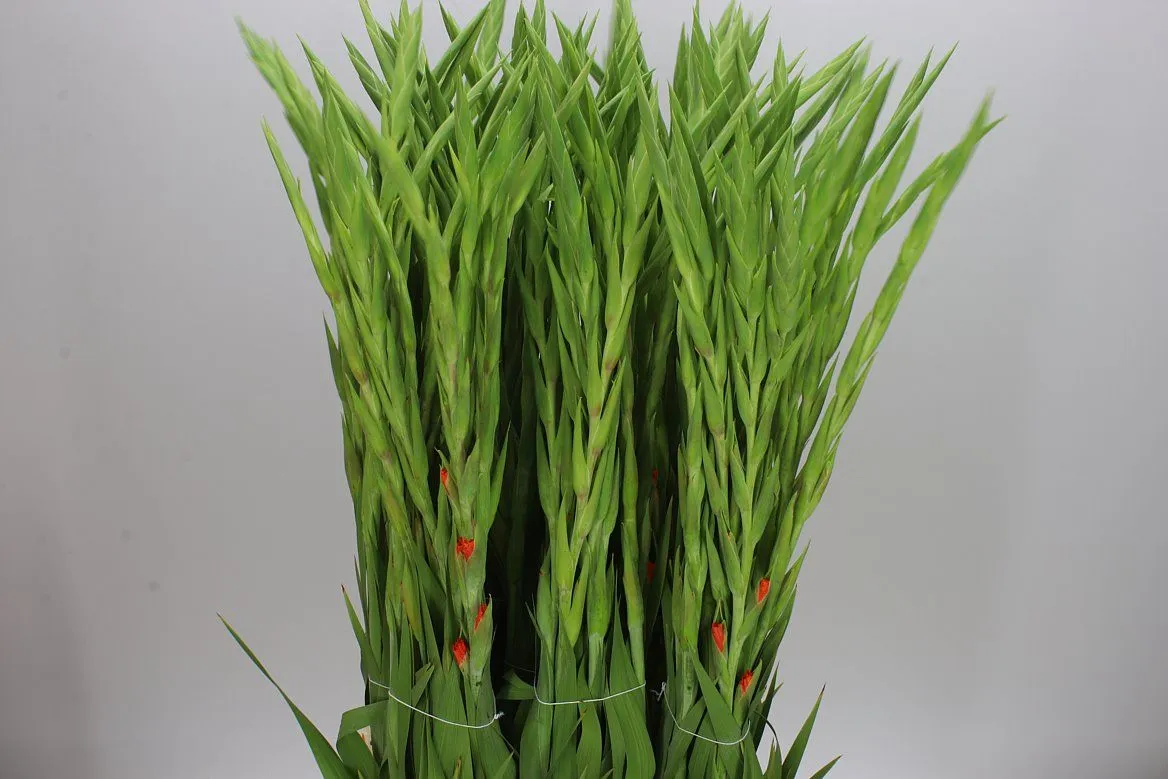 Gladiola Prince Of Orange 100cm • 100 cm