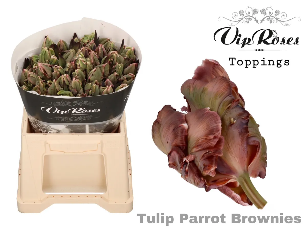 Tu Parrot Brownies • 38 cm