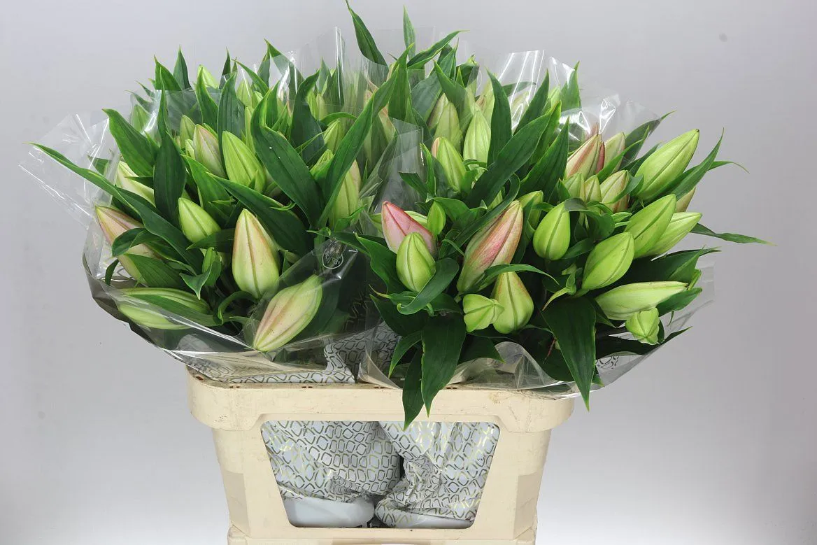 Lil Or Canelli • 90 cm