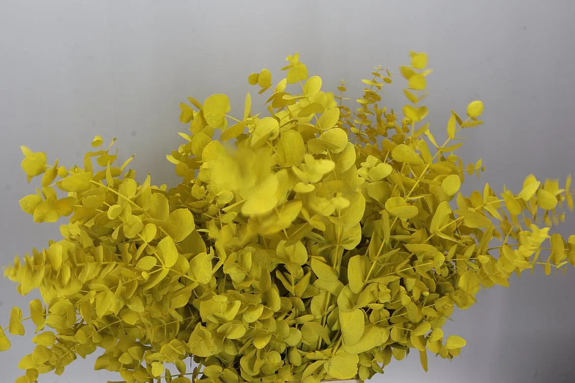 Eukalyptus Cinerea Yellow • 70 cm