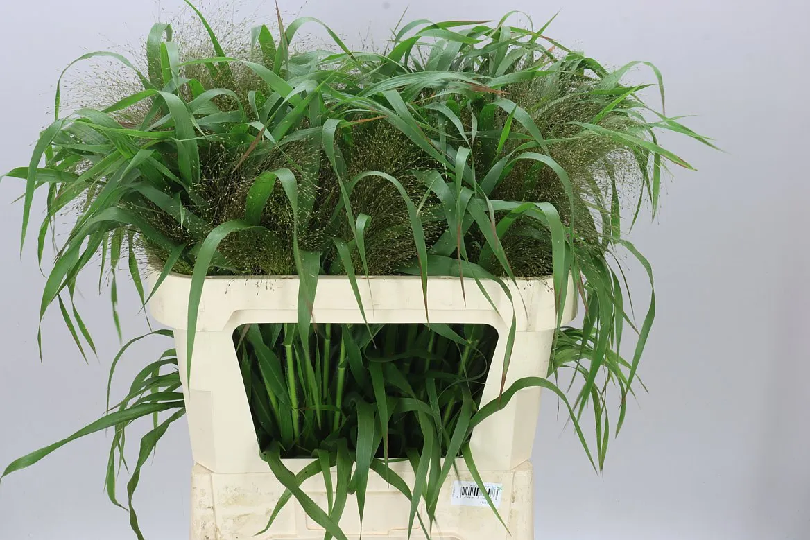 Panicum Firework • 70 cm