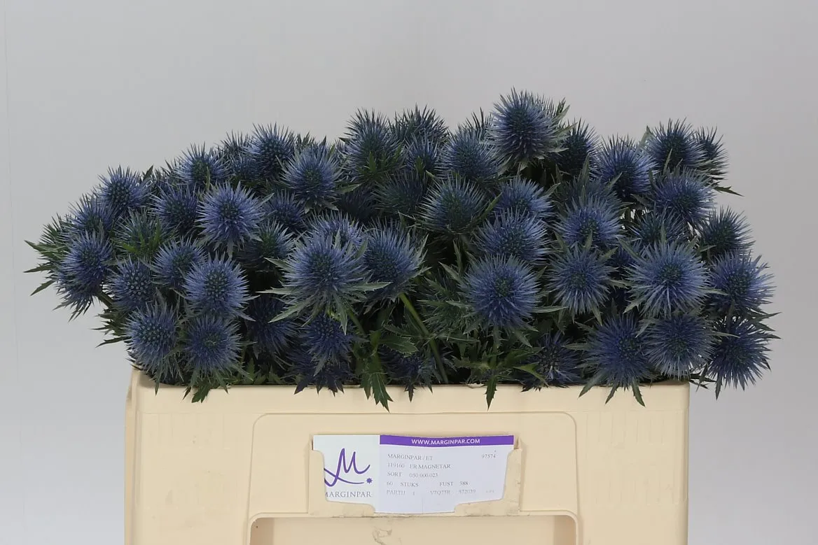 Eryngium Magnetar • 50 cm