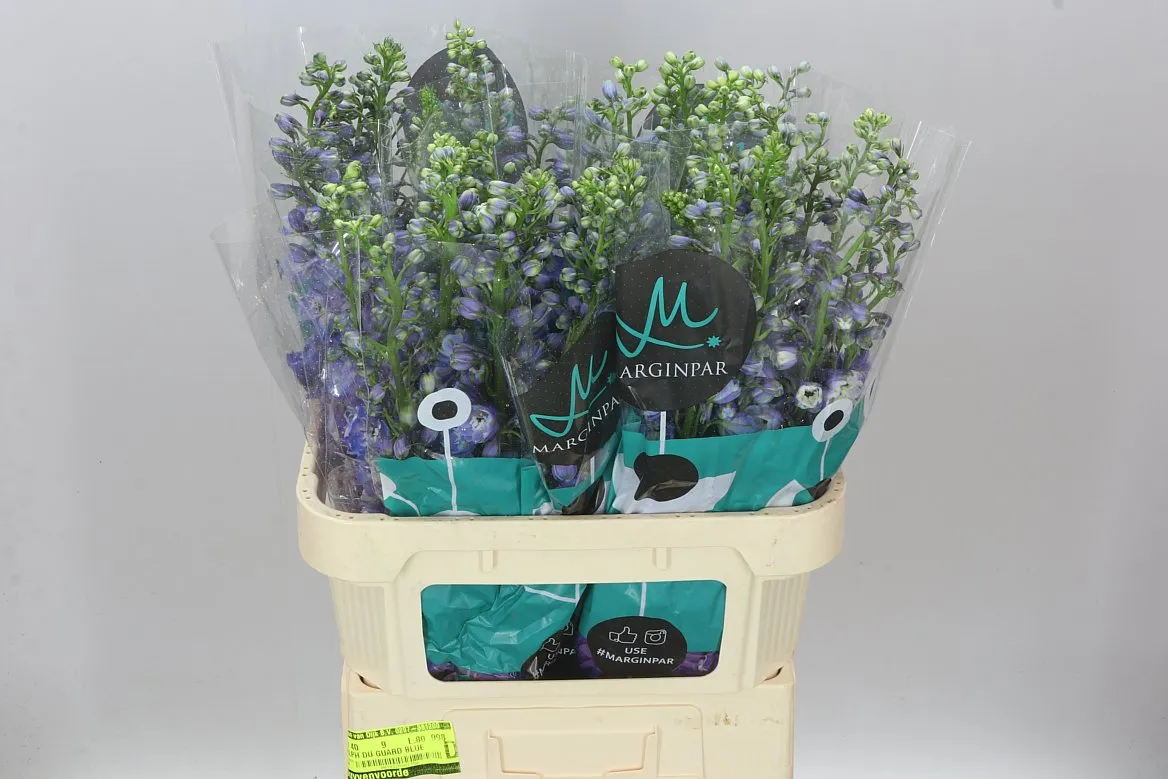 Stračonôžka Elatum Guardian Blue • 80 cm