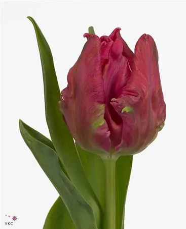 Tulipa Pa Marvel Parrot