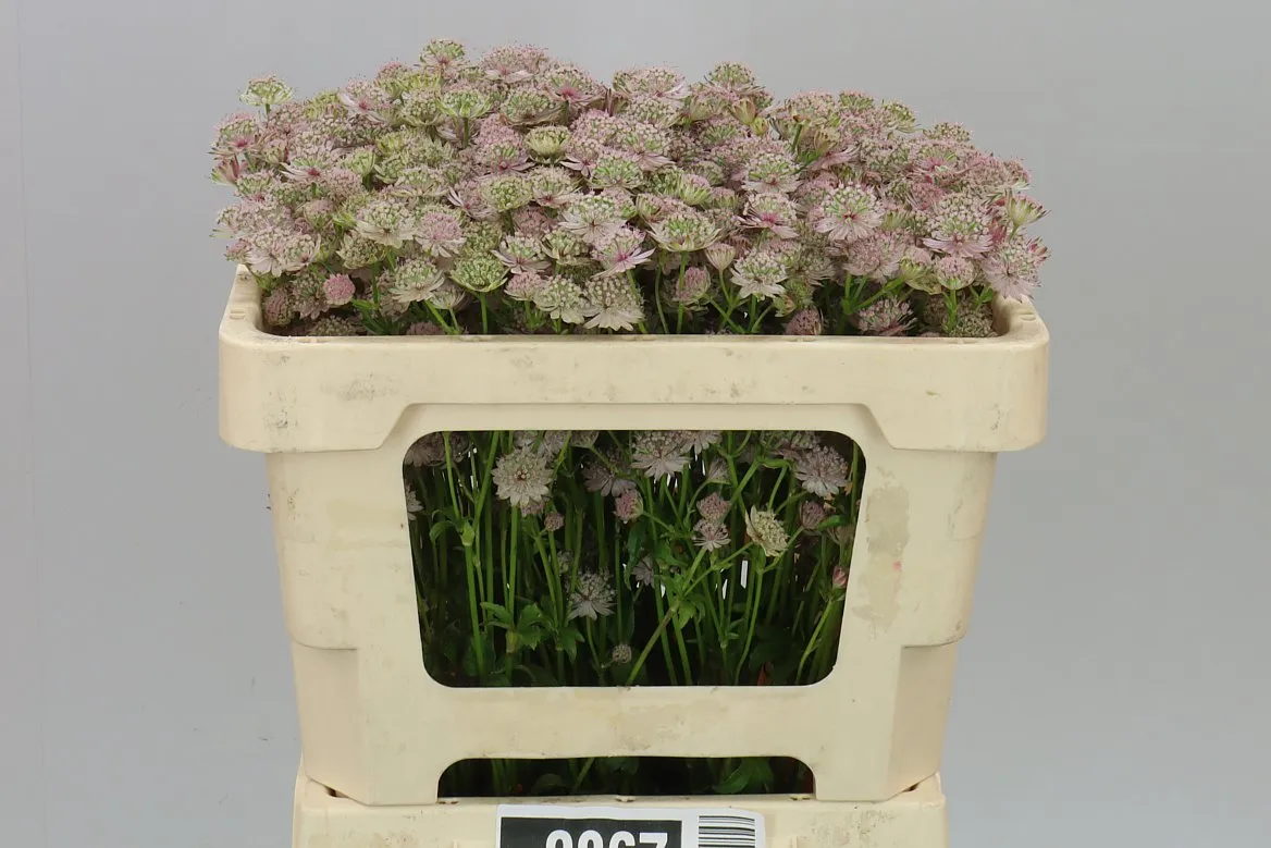 Astrantia Pink Sensation • 50 cm