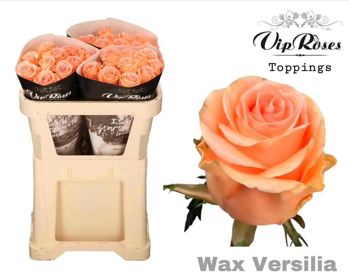 Ruža Wax Versilia X30 998 • 70 cm
