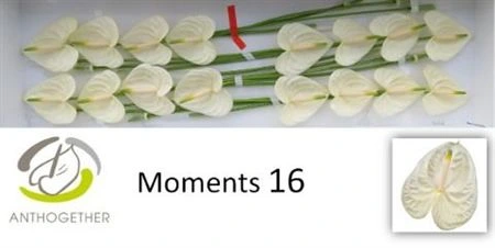 Antúrium Moments