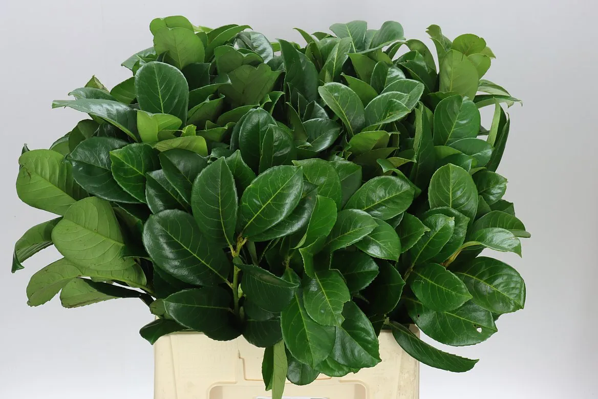 Igg Laurel X10 Stems • 60 cm