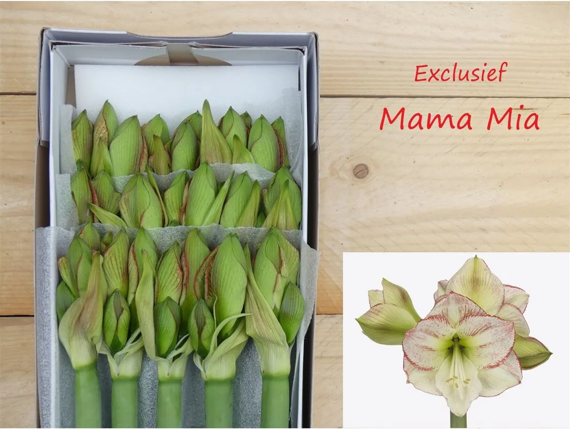 Amarylis Mama Mia • 75 cm