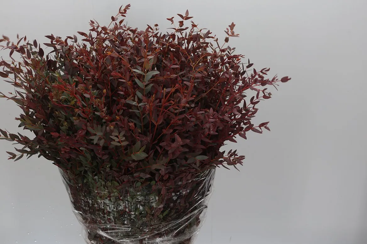 Eukalyptus Parvifolia Abs Red • 70 cm