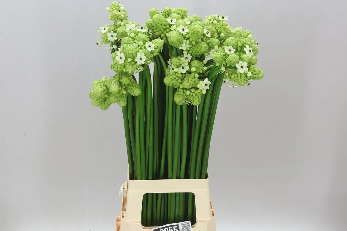Ornithogalum Saundersiae • 80 cm