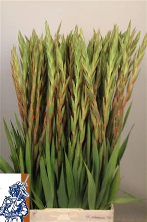 Gladiola Live Oak • 105 cm