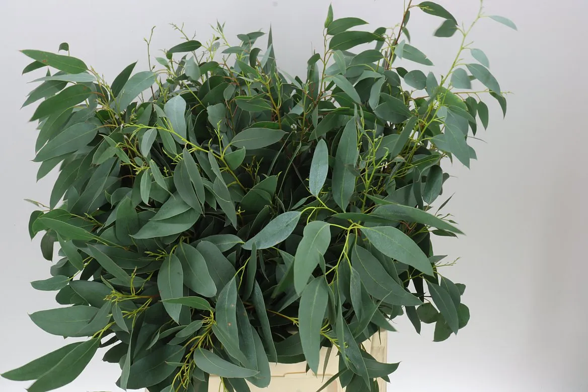 Igg Euc Glaucesens Adult X10 Stems • 60 cm