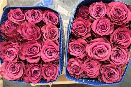 Rosa Gr Ec Roseberry • 40 cm