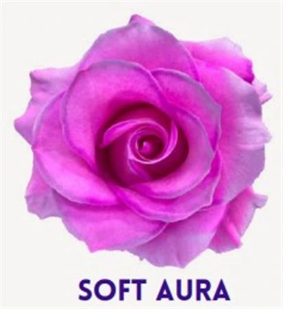 Ruža farbená Soft Aura, Ekvádor • 50 cm